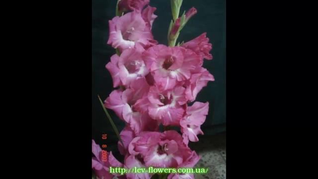 #Выставка #гладиолусы4 #Сад цветов Екатерины Ляшенко смотреть онлайн