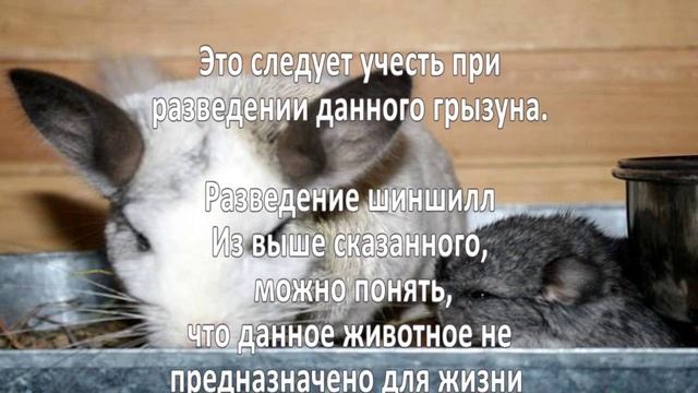 Разведение шиншилл. Бизнес идеи смотреть онлайн