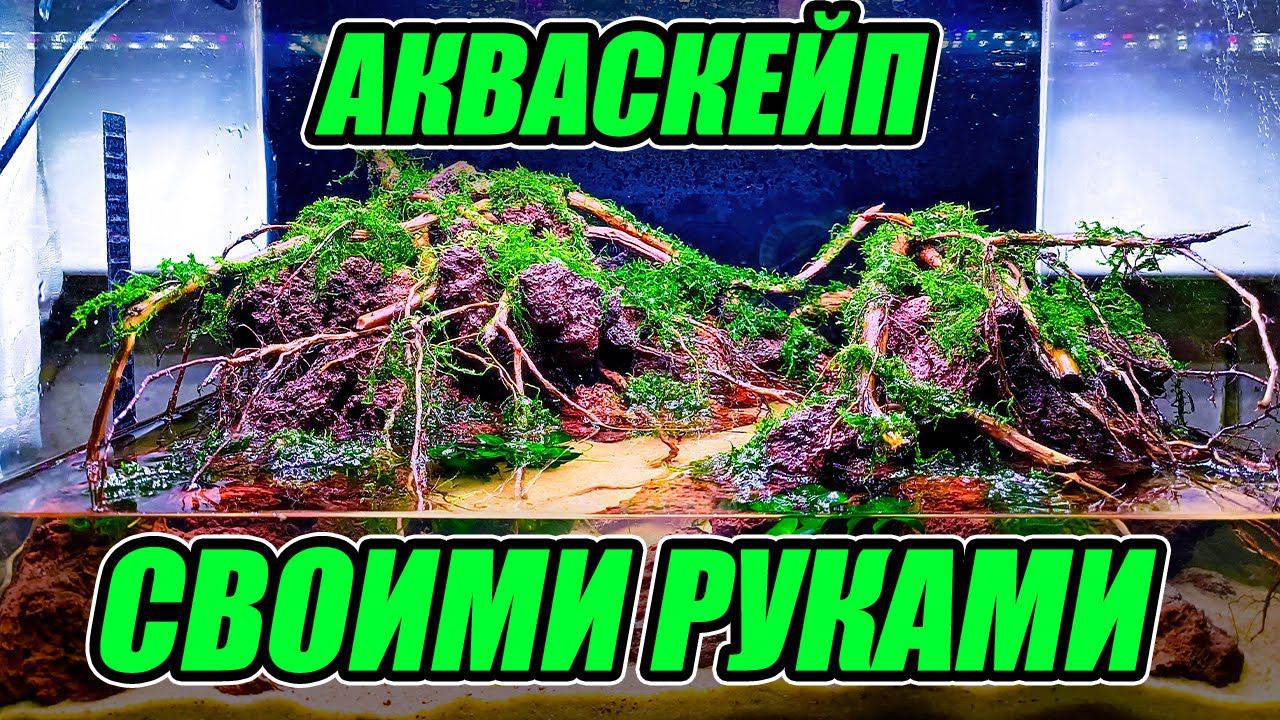 Запуск акваскейпа своими руками для выставки 2024 года. смотреть онлайн