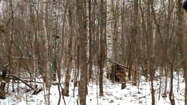 Редкий случай на охоте. Кабан застрял между деревьев!!! смотреть онлайн
