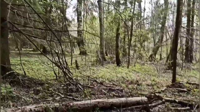 Поиск исчезнувшей деревни. Коп в лесу. смотреть онлайн