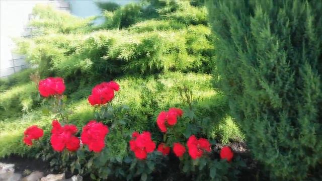 Мой любимый дворик смотреть онлайн