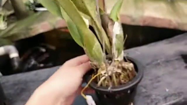 Cattleya Lucky Strike 'Dragon' смотреть онлайн