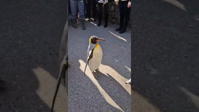 Парад пингвинов. Прогулка с пингвинами. Цюрих. Зоопарк. Швейцария. 4.03.23 смотреть онлайн