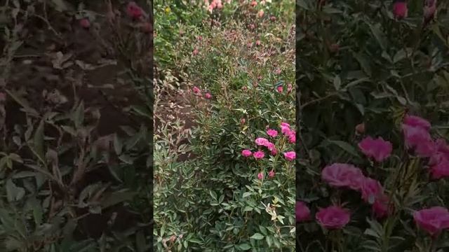 Baby Crimson. Бэби Кримсон. @rose_bushes161 смотреть онлайн