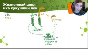 ЖИЗНЕННЫЕ ЦИКЛЫ СПОРОВЫХ РАСТЕНИЙ | Биология ЕГЭ | Лина Клевер