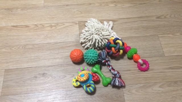 Что нужно для появления щенка в доме