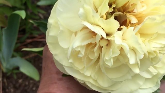 Желтые пионы смотреть онлайн