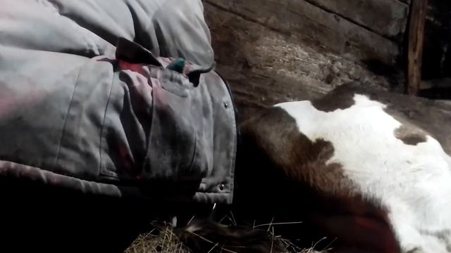 #Отёл коровы.# Корова телится. Рождение телёнка. смотреть онлайн