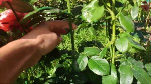 Розы в Подмосковье. Роза WOW (Demetra) / ВАУ (Деметра) чайно-гибридная