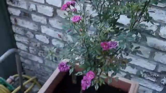 Цветы. Нужны ваши советы! смотреть онлайн