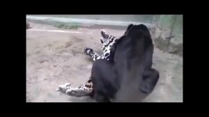 Big Cats Mating   Lion Tiger Jaguar LOVE
