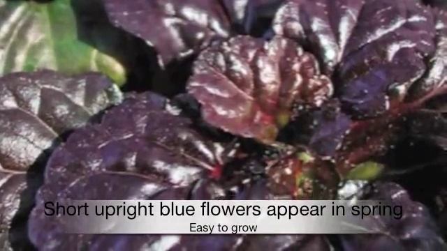 Ajuga Black Scallop смотреть онлайн