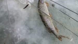 Хапуги. Адреналин зашкаливает.