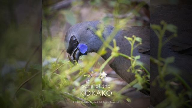 Song of the Kōkako смотреть онлайн