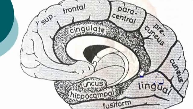 50 Sulci on the medial surface Neuroanatomy 50 cxt смотреть онлайн