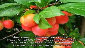 Выращивание сливы в Сибири — популярные сорта