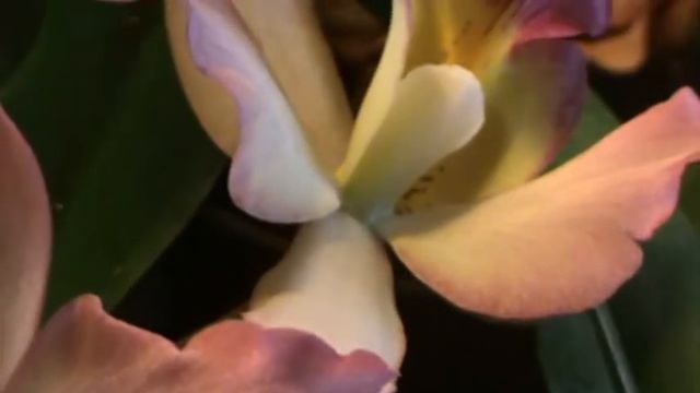 ORCHIDS (Iwanagara ´Apple Blossom´) смотреть онлайн