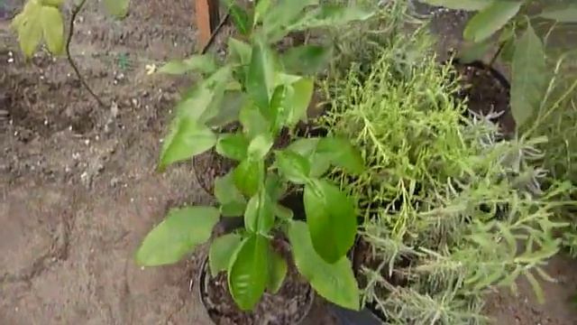 Высаживаем Мушмулу в грунт в теплицу 02.01.2022 смотреть онлайн