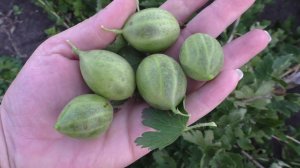 Прекрасный пересорт полученный как "ПУШКИНСКИЙ" крыжовник.