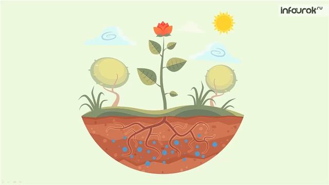 Живая и неживая природа | Окружающий мир 1 класс #20 | Инфоурок смотреть онлайн