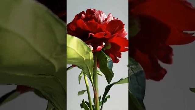 Бордовый пион. Полимерная глина смотреть онлайн
