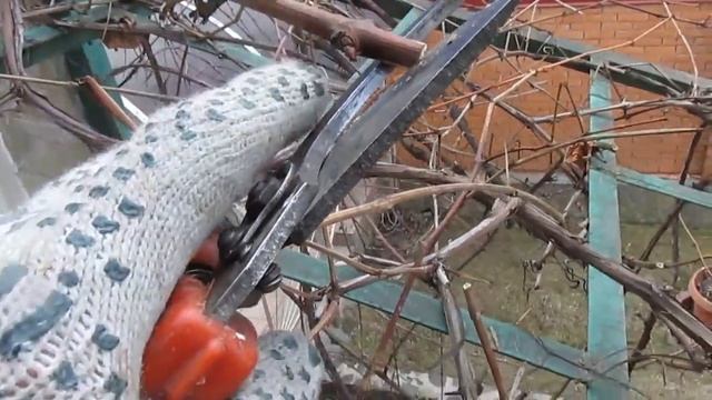 Обрезка арочного винограда. Как обрезать виноград. смотреть онлайн