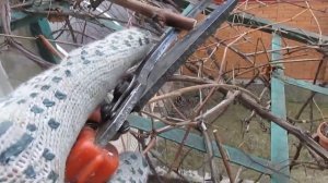 Обрезка арочного винограда. Как обрезать виноград.