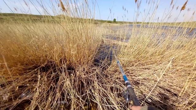 Такого клева карпа на поплавок я ещё не видел!!! Ловля крупных карпов в камышах. смотреть онлайн