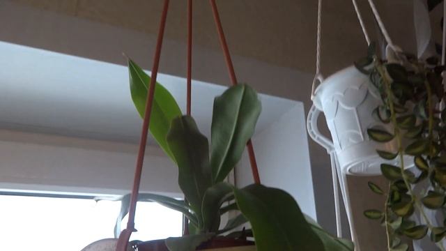 Комнатные цветы/растения. Февральский обзор цветов на кухне. Кухонный подоконник 2019. смотреть онлайн