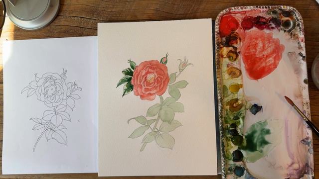 Live English Rose Watercolor Painting смотреть онлайн