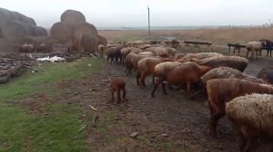 Мясная порода овец| Ягнята| Разведение овец| Откорм баранов на мясо.