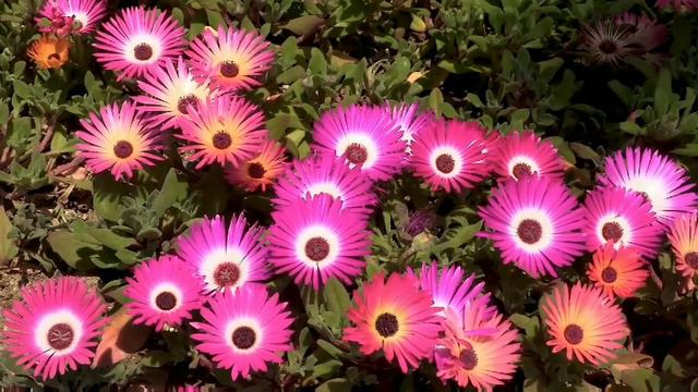Hanging baskets winter flowers 👉 ice plants / Petunia / dianthus etc. смотреть онлайн