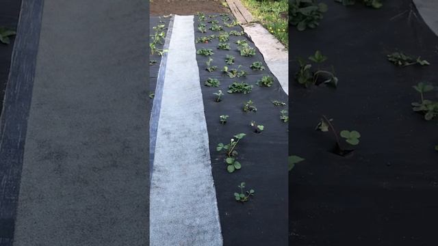 посадка клубники на укрывной материал весной смотреть онлайн