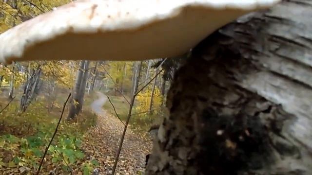 Lámida horizontal de un hongo sobre el tallo de un árbol seco смотреть онлайн