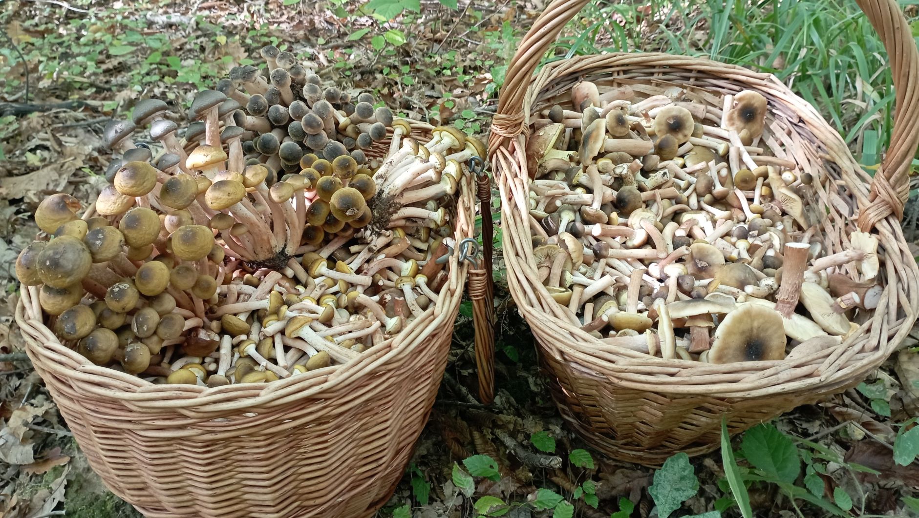 ОПЯТА!!!! ОСЕННИЕ! МЕДОВЫЕ!!! По грибы 13 октября 2022 года. смотреть онлайн