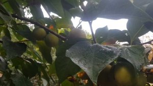 Вот и хурме подходит время. Как получается шоколадный королек, не знаю.