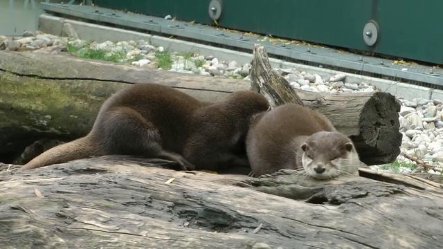 ZOO Vienna - Austria [ Tiergarten Schönbrunn ] смотреть онлайн