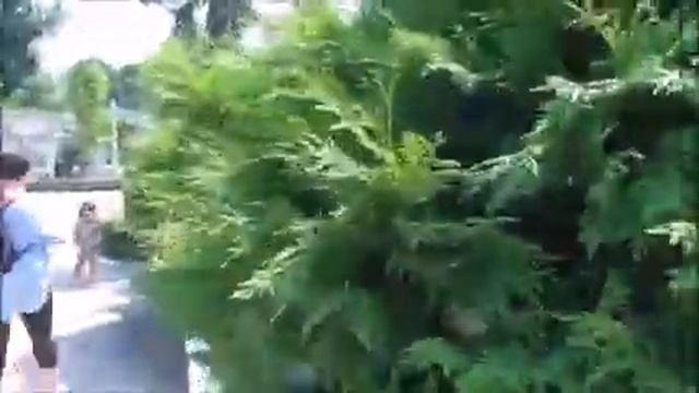 Молодой верблюд 3убры европейские 11 Young camel European bison 11 смотреть онлайн