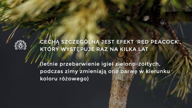 BILLABONG - sosna hakowata (Pinus uncinata 'Billabong') - paskowana sosna смотреть онлайн