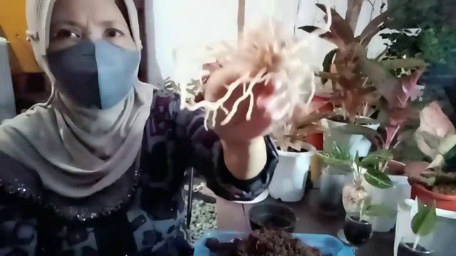 SPOT MERAH PADA AGLAONEMA смотреть онлайн
