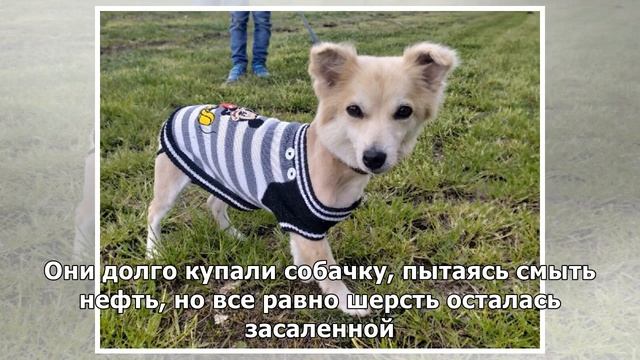 После купания и стрижки, маленькая собачка, которая жила на улице преобразилась и нашла дом смотреть онлайн