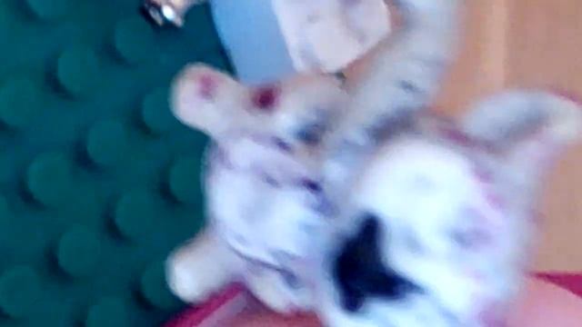 семья лемуров смотреть онлайн