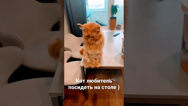 Любитель сидень на столе! Мейн-кун Бося! #коты #мейнкуны #рыжийкот #рыжаявредина смотреть онлайн