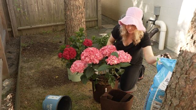Two New Hydrangea: Magical Ruby Red and Kimono смотреть онлайн