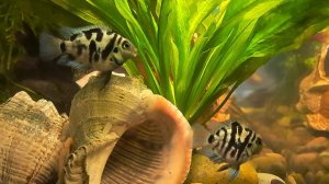 Сапфировые попугаи, готовятся к откладываю икры