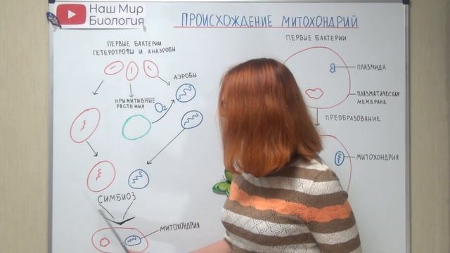 Митохондрии. Происхождение. смотреть онлайн