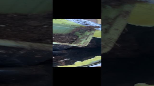 Как сажать черенки фикуса бинжамина