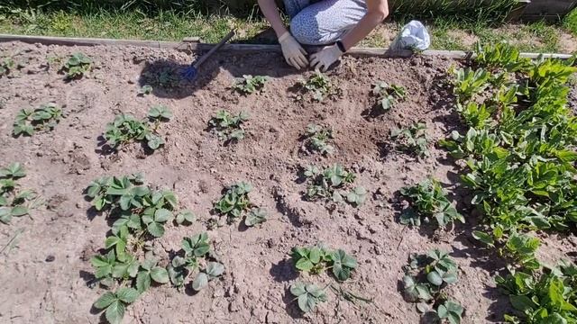 Первая "подкормка" для клубники ? смотреть онлайн