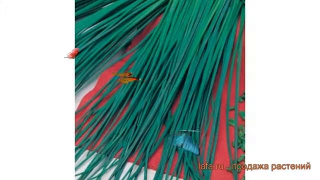 Лук шнитт Мудрец (mudrets) ? шнитт лук Мудрец обзор: как сажать, семена лука Мудрец смотреть онлайн